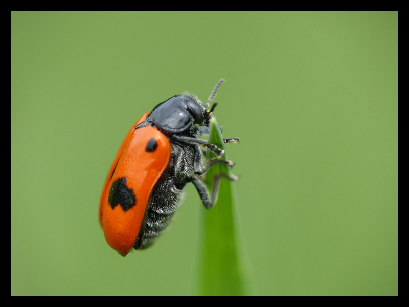 macro sous la pluie  584953121