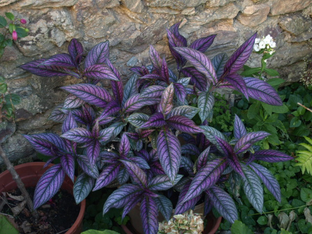 Strobilanthes dyerianus 586212P7229413