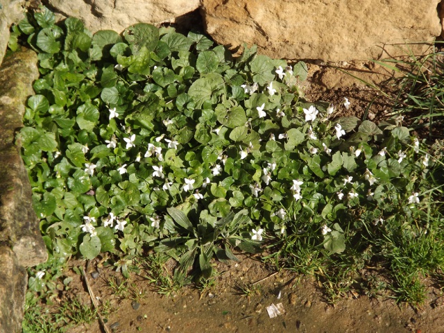 flore des vieux murs - flore des vieux murs, rochers  et rocailles naturelles - Page 3 586224DSCF4805