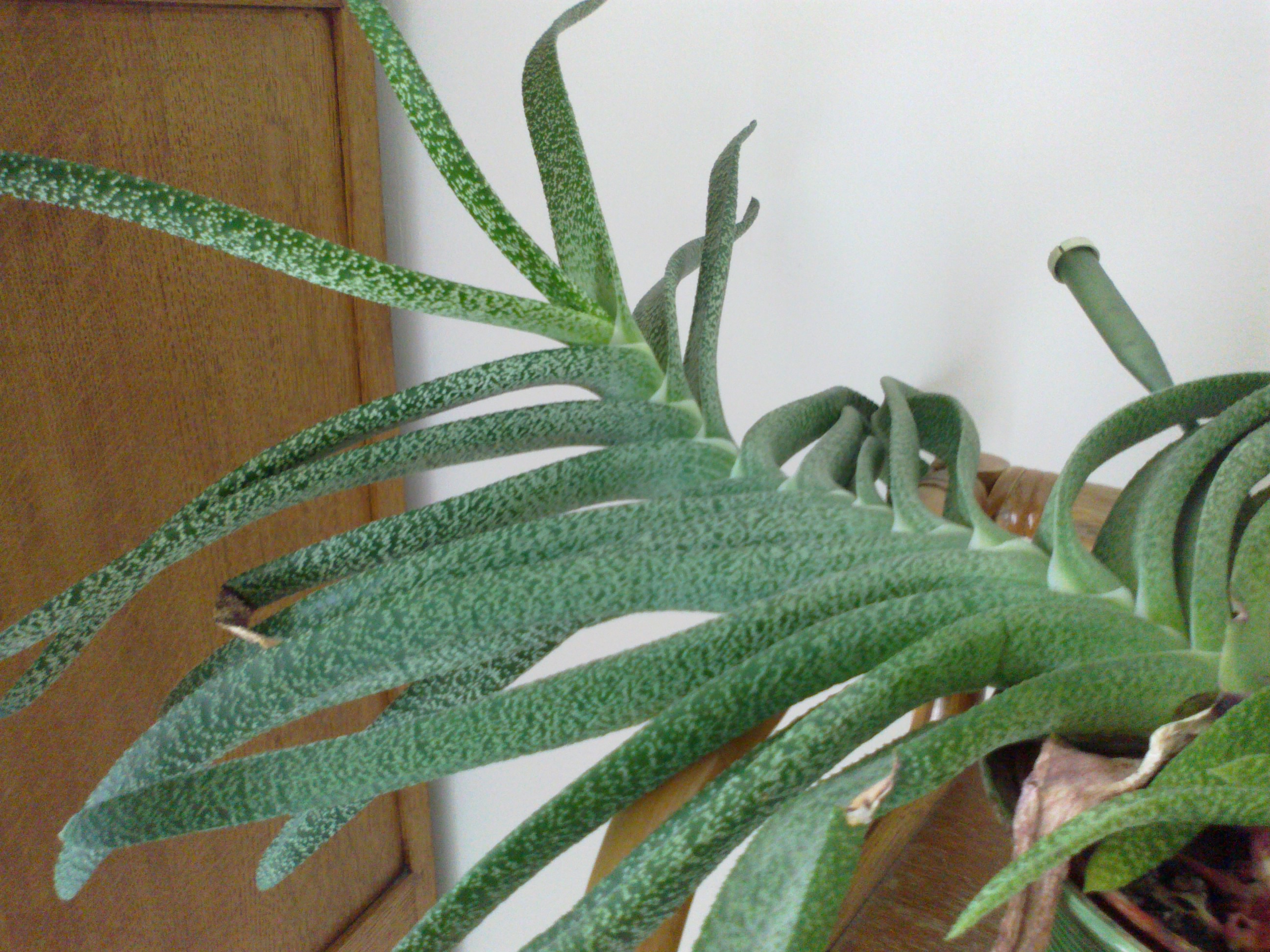 Inconnues identifiées [Gasteria bicolor var bicolor] & [Gasteria carinata var. verrucosa] 58669603032013293