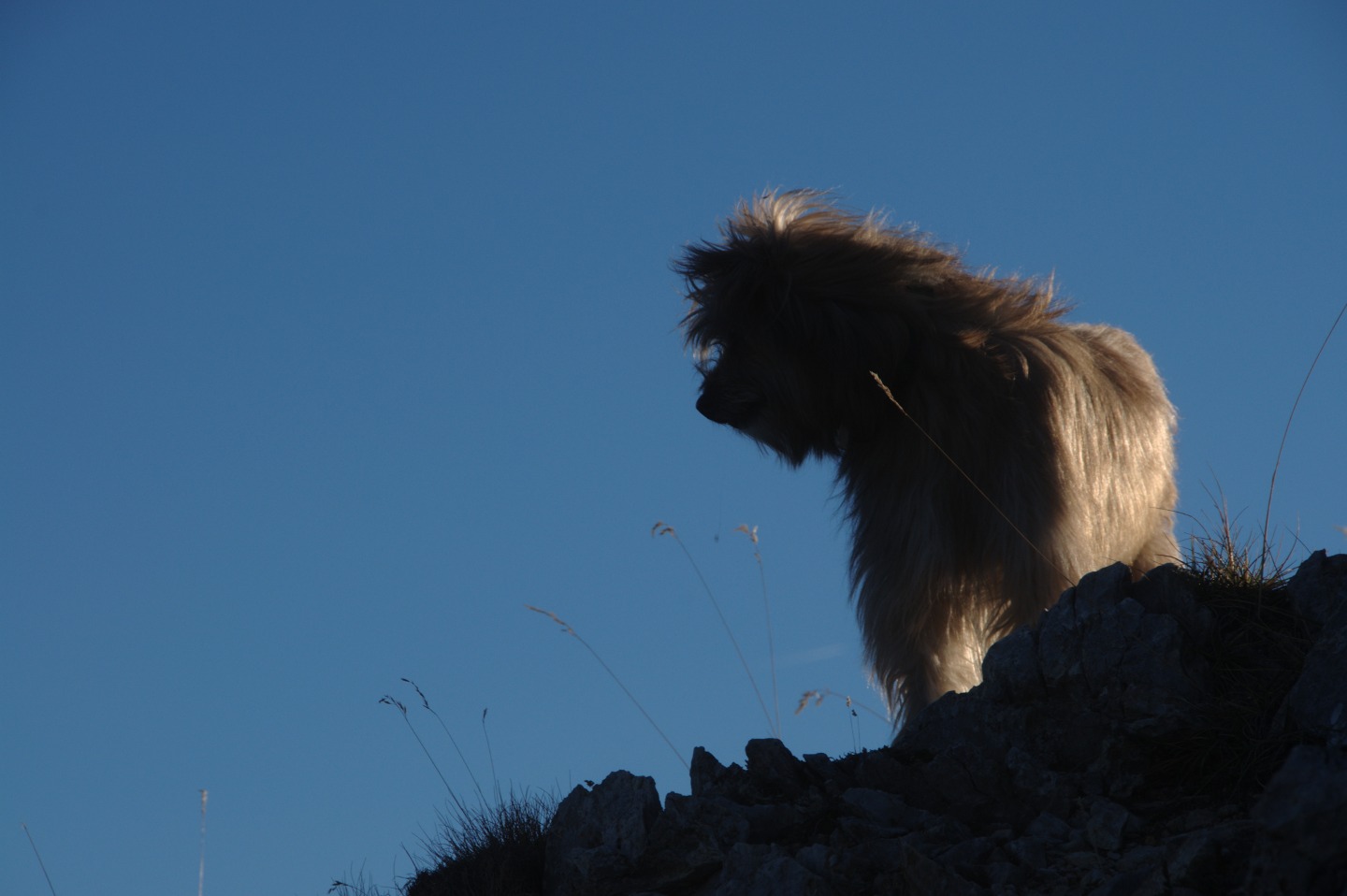 Une vie pyrénéenne de labrit des pyrénées - Page 15 587515cra0429