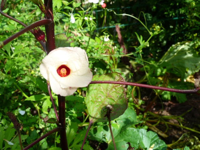 Voici mes quelques hibiscus en fleurs 588987P1050312