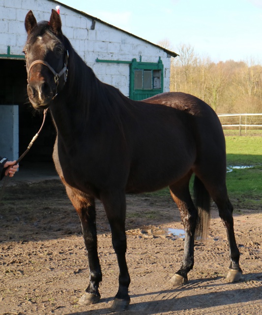 [PLACE ADELINE] SIRE Tonton chichi calin ballade  589009sire5