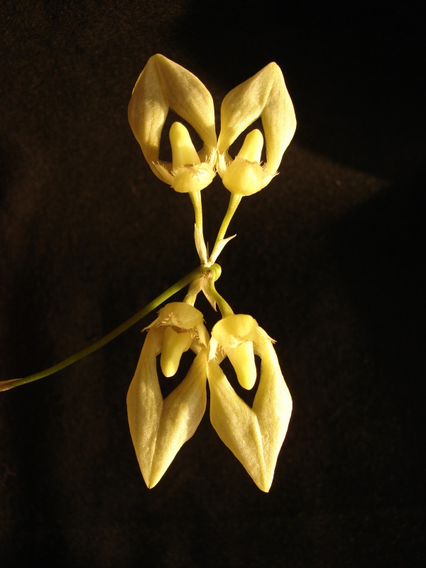 Bulbophyllum annandalei f. flava 589064bulbo0408201401