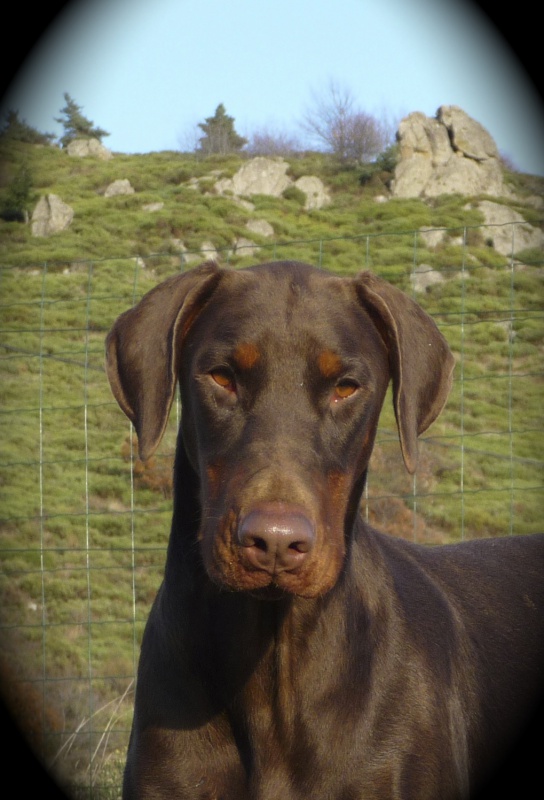 Pour vous habituer l'oeil : Dobermann naturels 589798P1020258