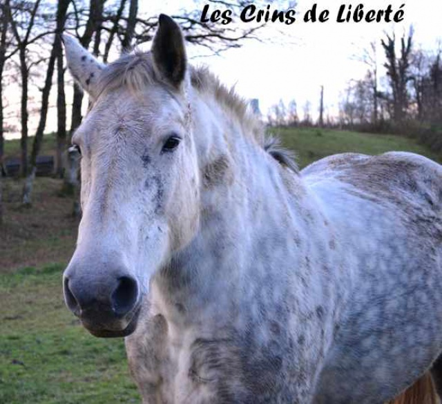 (Dept19) ORPHEE DE BESSINES, Percheron, réservée par Jolanta décédée 589931Orphee2