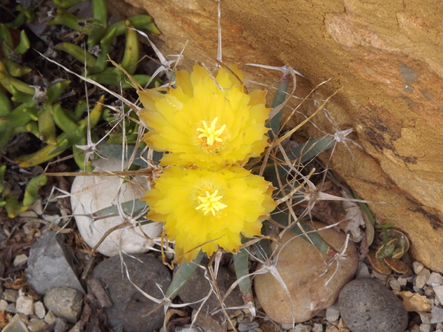 Leuchtenbergia principis 590557leuchtenbergiafleur2