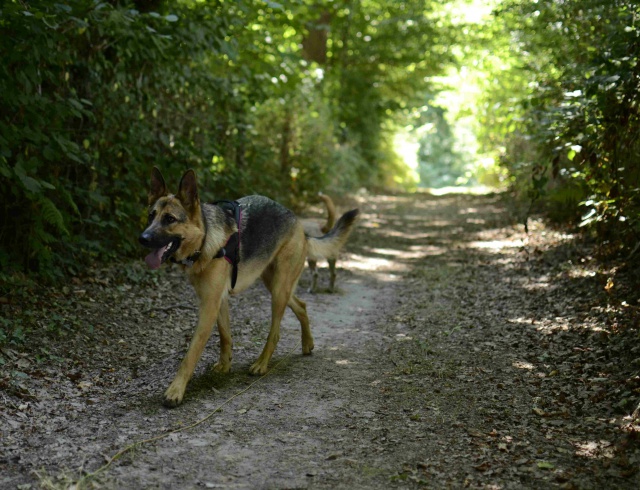 Et si je vous présentais Joy - Page 3 590920DSC4213