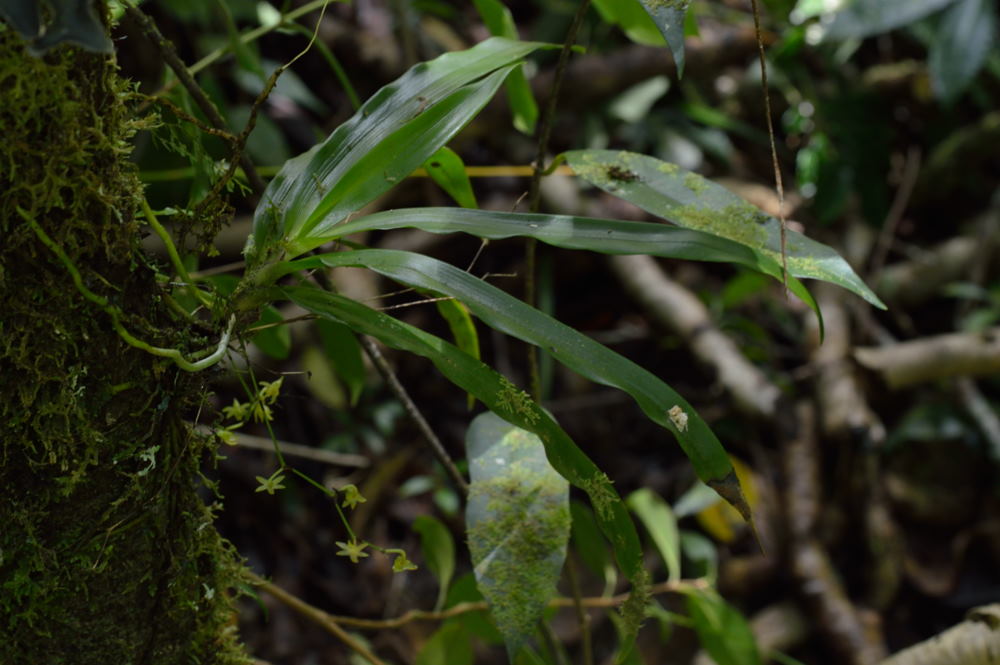 Fleurs vertes 591474Angraecum20160102115728caulescens