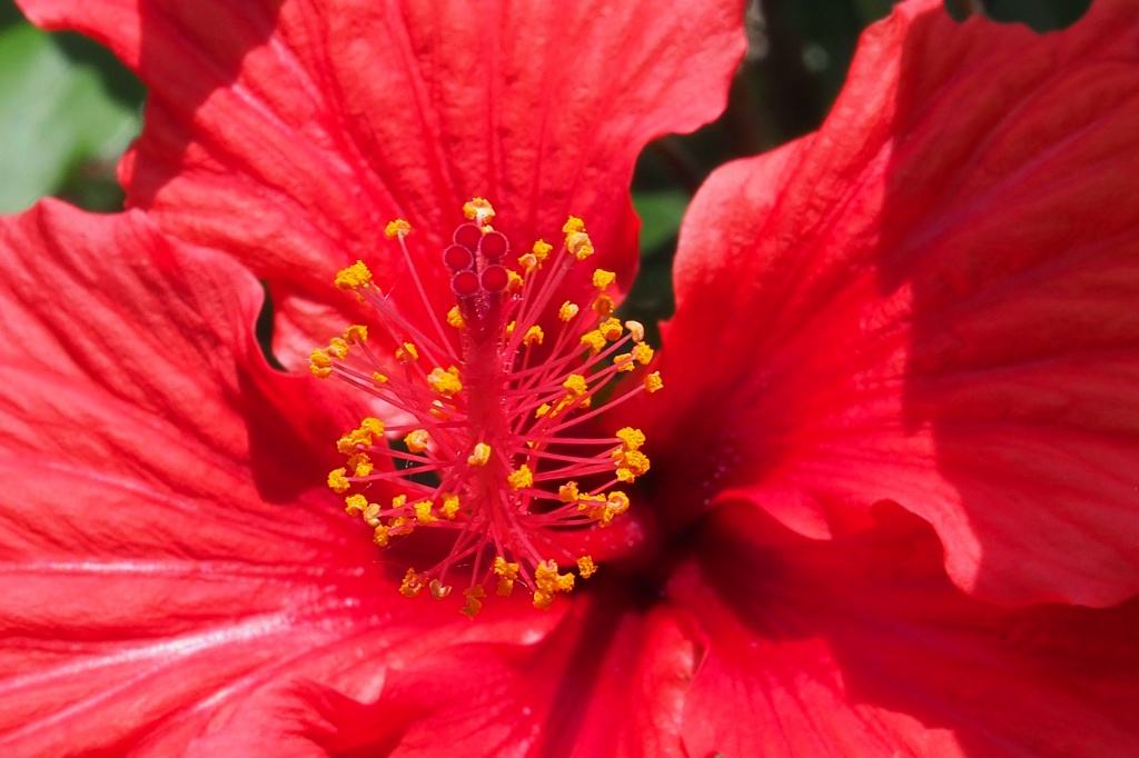 Hibiscus 591994P5141637a