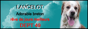 LANCELOT  -  Epagneul Breton  1 an  -  SPA  DE  CHOLET  (49) 594082mini