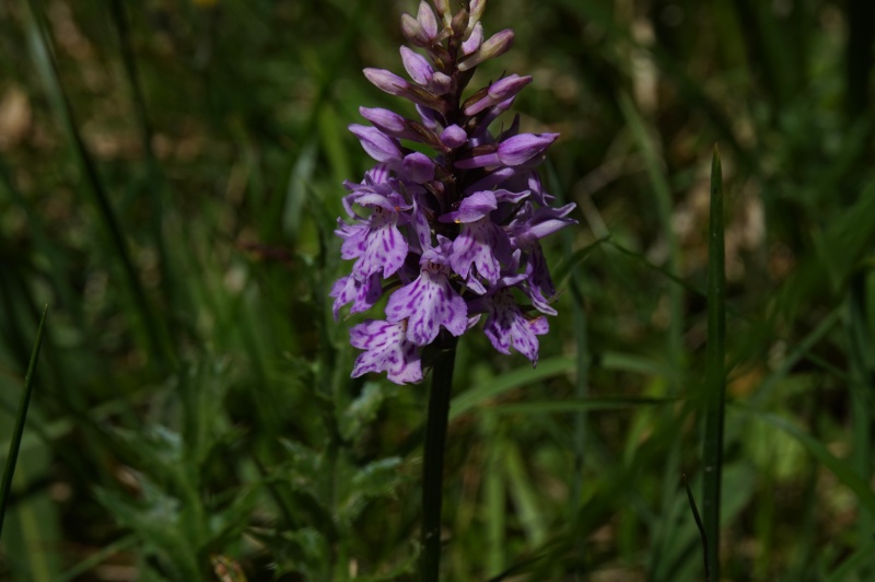 Pas de carni mais de jolies plantes alpines  594227DSC03343