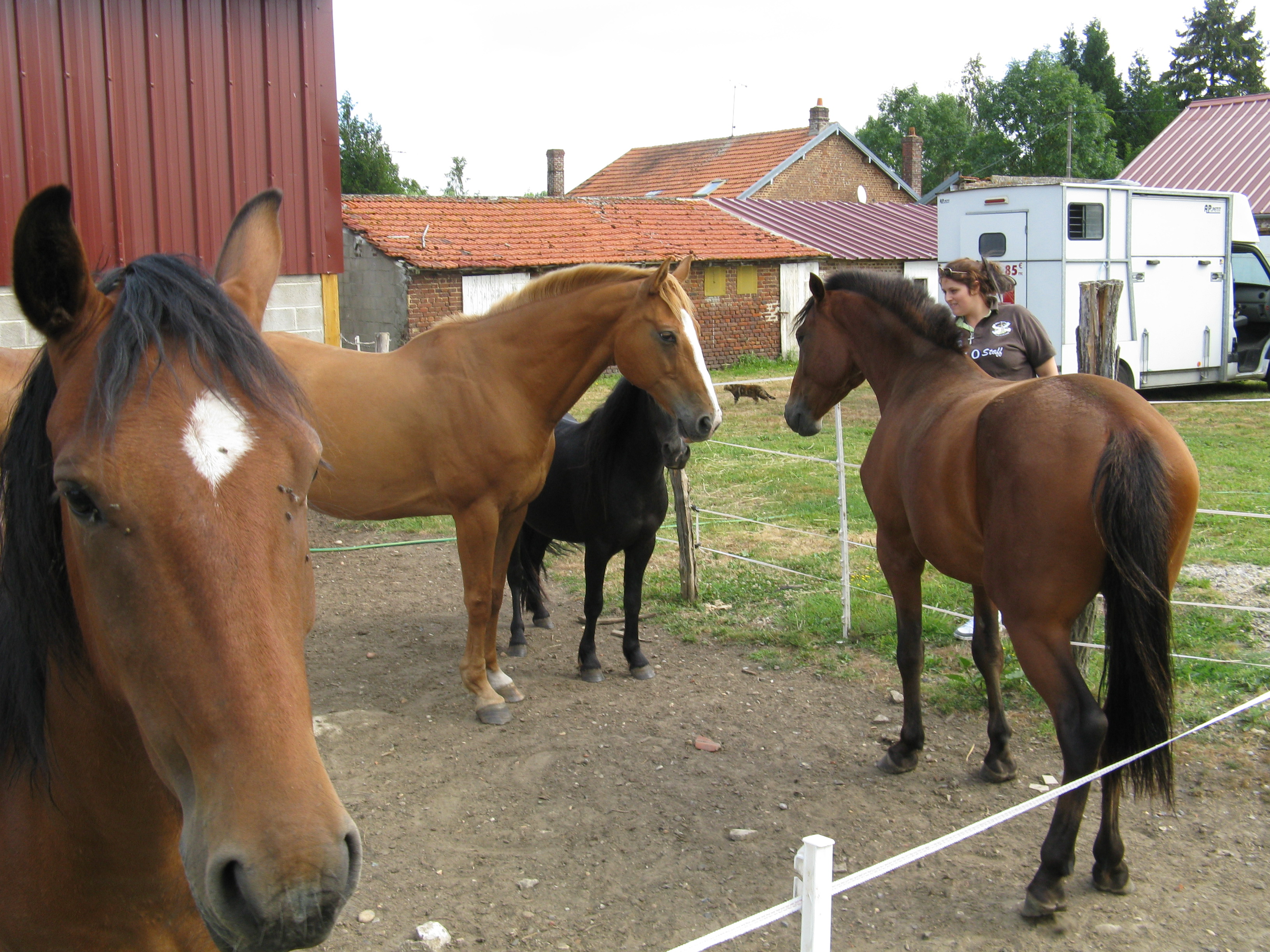 Valorous de l'Espoir adopté chez Amandine ! - Page 6 594985211