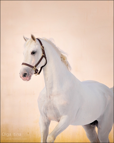 White Duster. KWPN ( é ) 59515080ac7c95