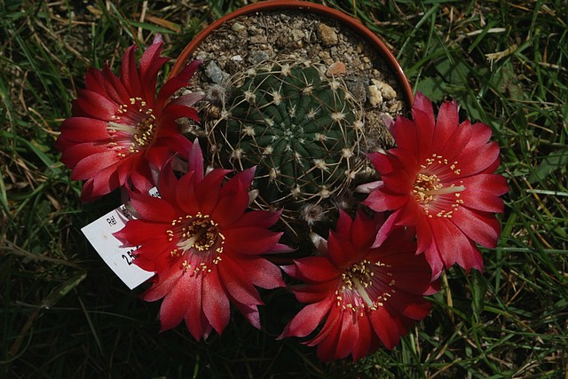 S'il fallait choisir une seul floraison parmis mes cactus 595584IMG5176