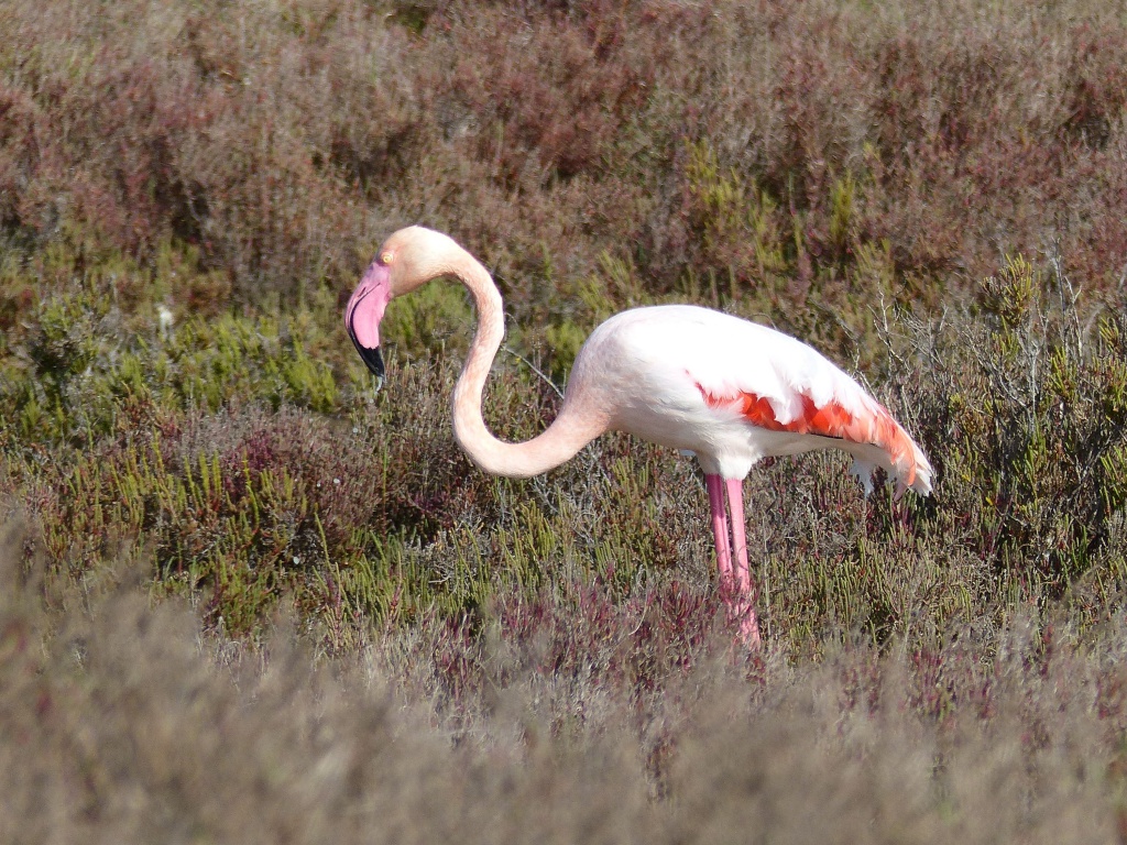 Flamant rose 596665P1050077a