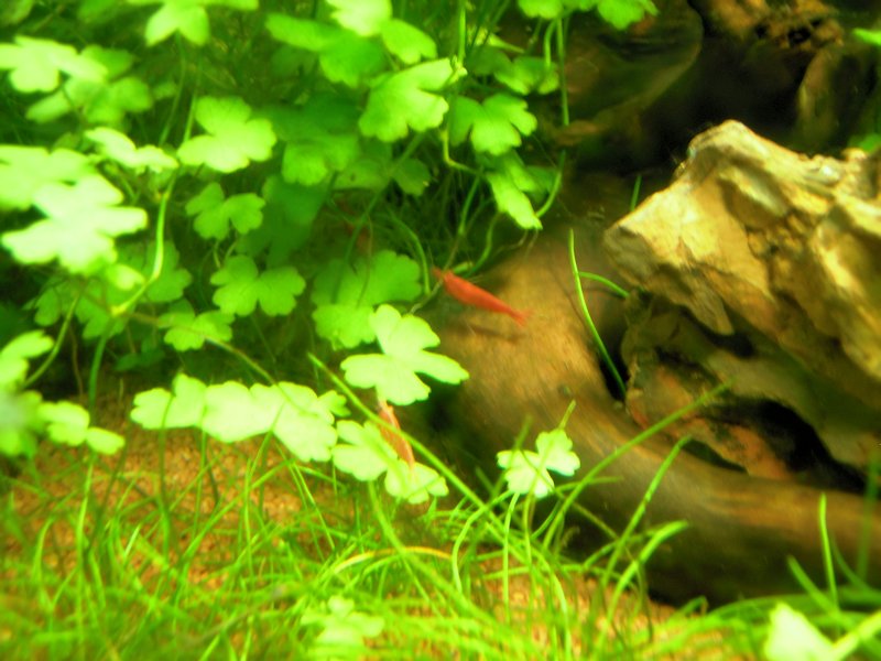 Mon Scaper's Tank 50L Aquascaping 597331P3100160