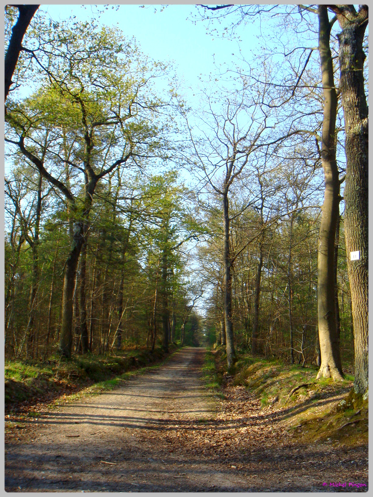 [fil ouvert] la forêt dans tous ses états - Page 13 598574DSC012612