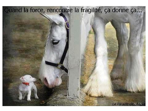 TENDRESSE !!! - Page 2 6002702235233406481427058351204155819n