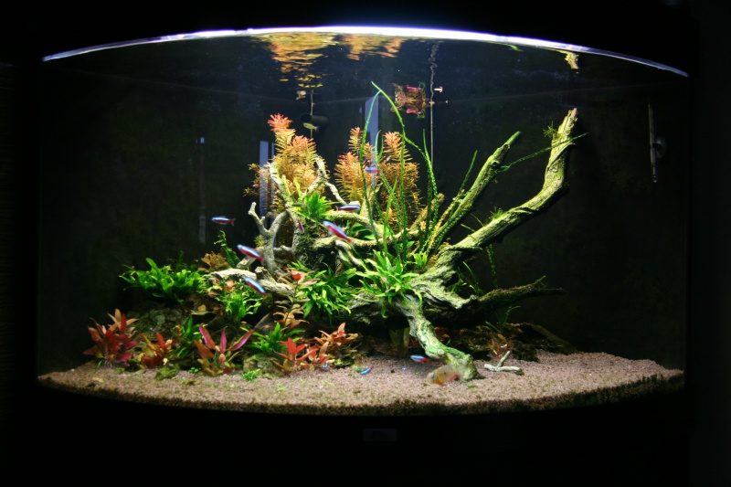 trigon 190 + cuve 120x30x40 aquascaping - Page 8 600325IMG2679