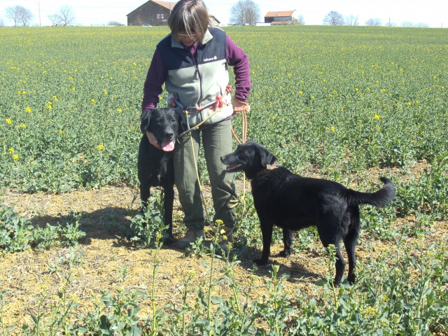 EMIE - x labrador 6 ans (2 ans de refuge)  - SLPA à Amance (54) 601052PICT0304