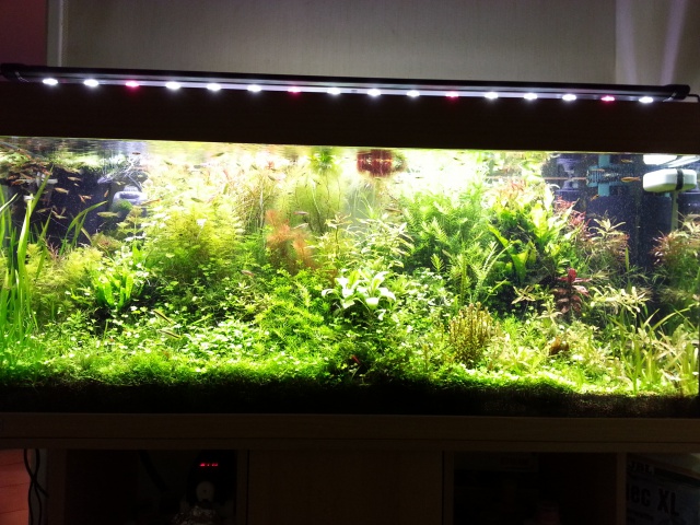 Mes (plus) de 60 plantes dans mon 240 litres - Page 3 60172420140201194451