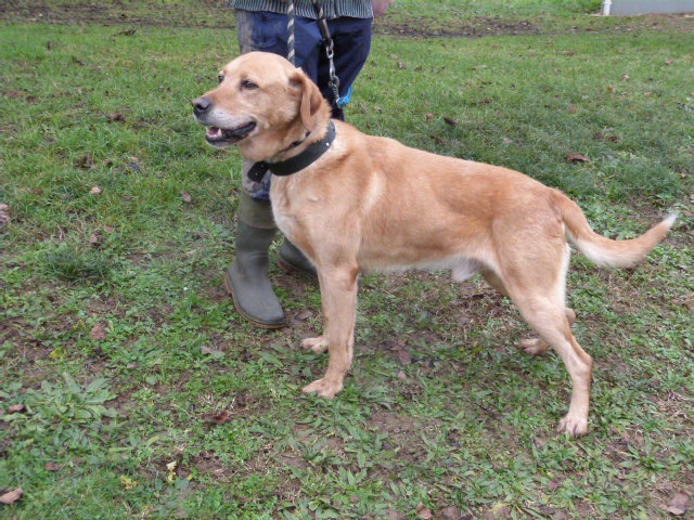 RUDY - x labrador 10 ans - Spa de Poitiers (86) 602311267rRudy7