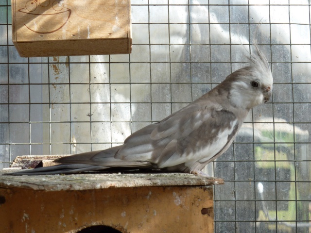 Qui mettre avec qui en repro? albino,fb,lutino ... 603376P1000773