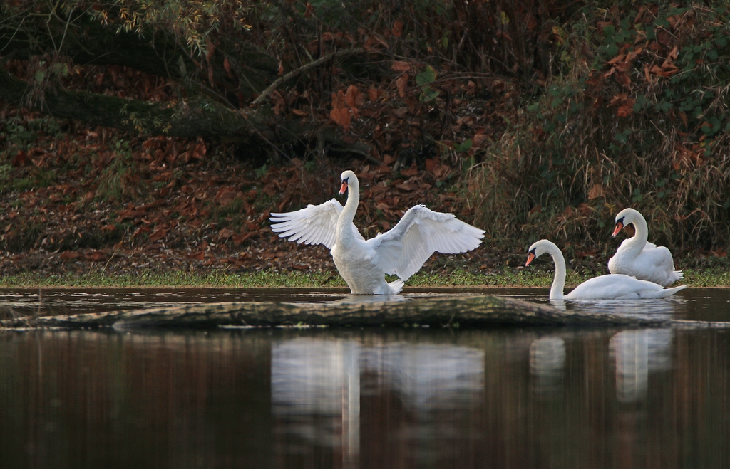 Encore des cygnes. 604076C9776