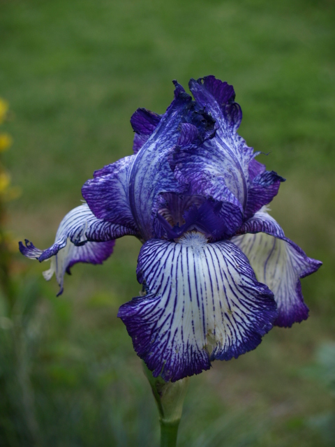 Iris 2013 - Page 9 604117P5264647