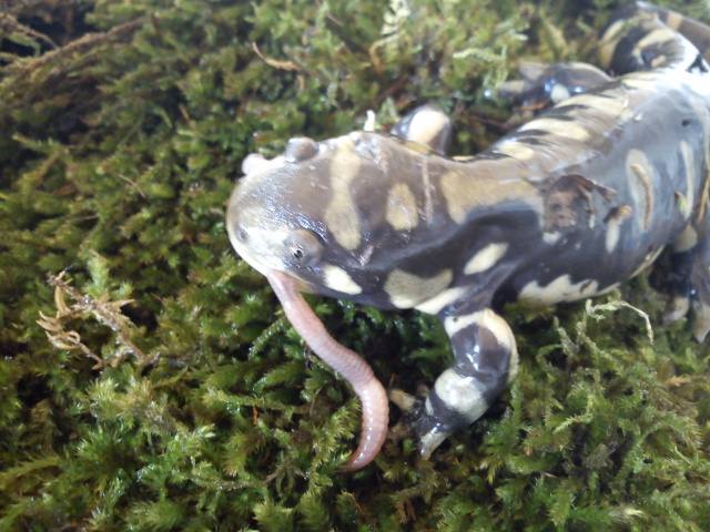 Couple d'Ambystoma mavortium d'Alexia... (Photos du 17 Octobre.) 604637033