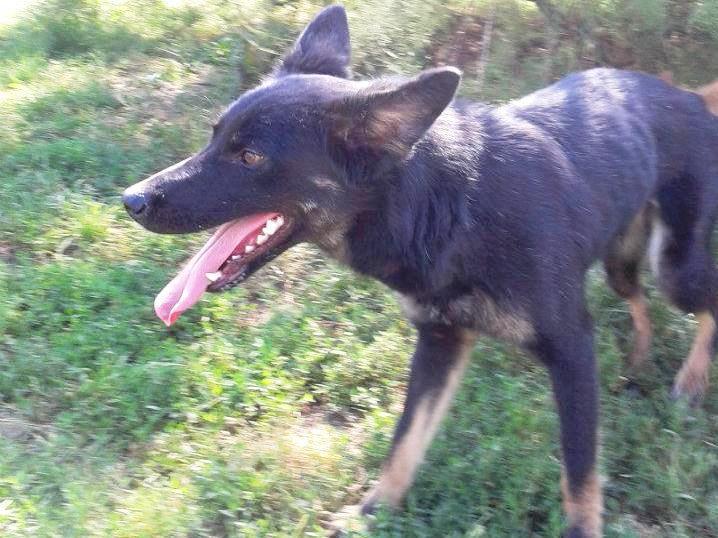 > Mika, un amour de petite chienne, née en mai 2011 - Adoptée 60679628juillet20122