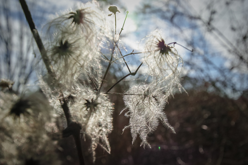 Mon premier hiver en Foveon ... 607064SDIM0224