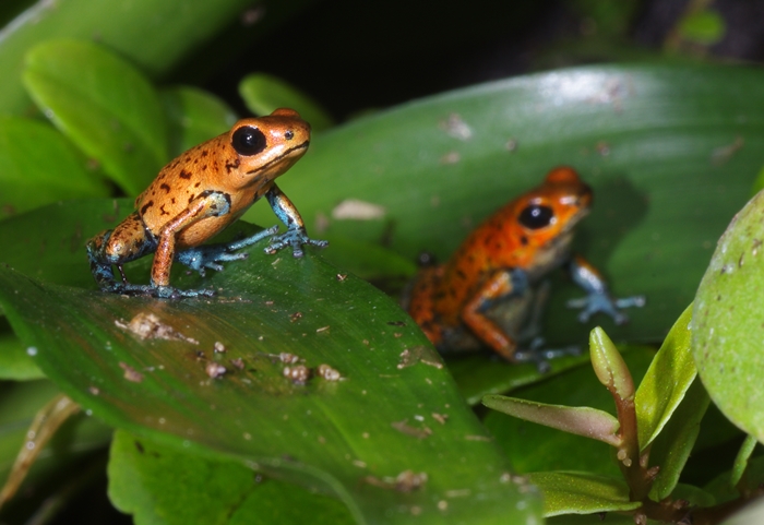 Oophaga pumilio 607170IMGP5772Copie