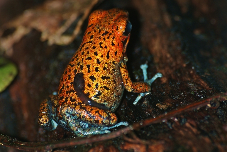 Oophaga pumilio 607247DSC04119Copiered