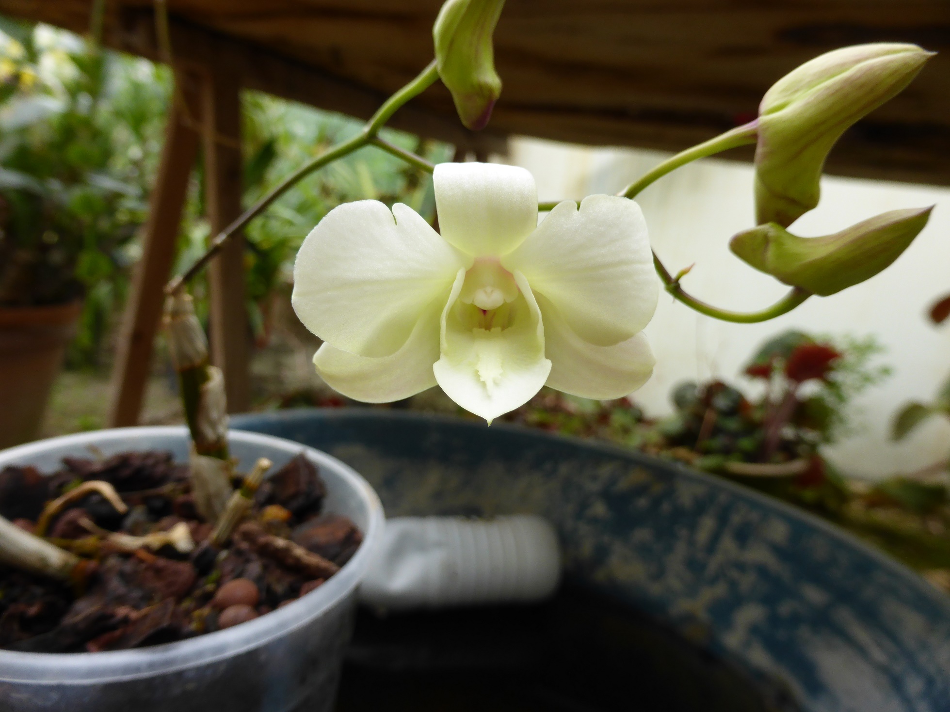 Dendrobium hybride blanc 607290gfds