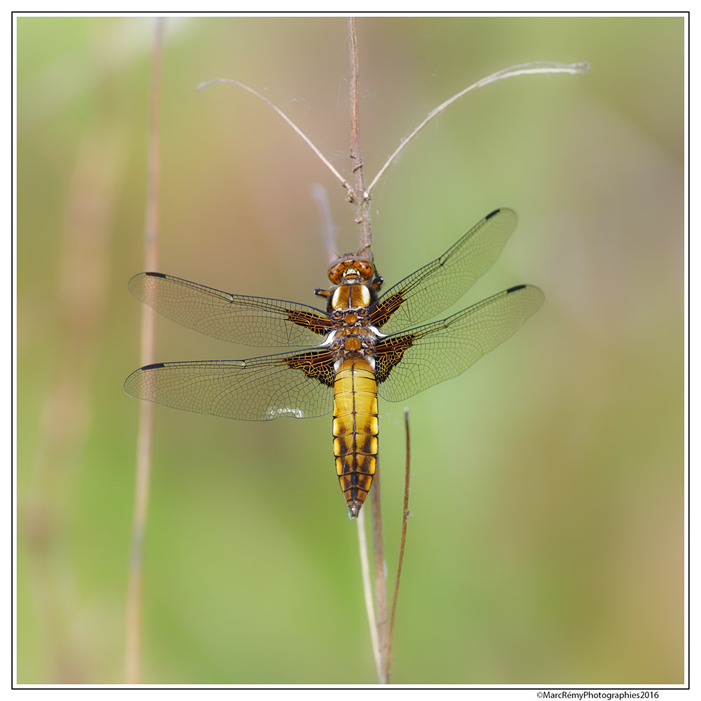 Libellula depressa 608350DSC6563forumweb