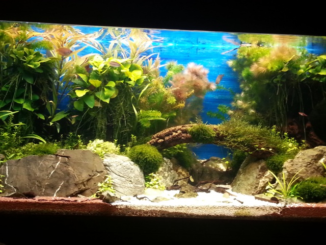 mon 240 L aquascaping 608838meschuna2femelles1malespetitsauvage