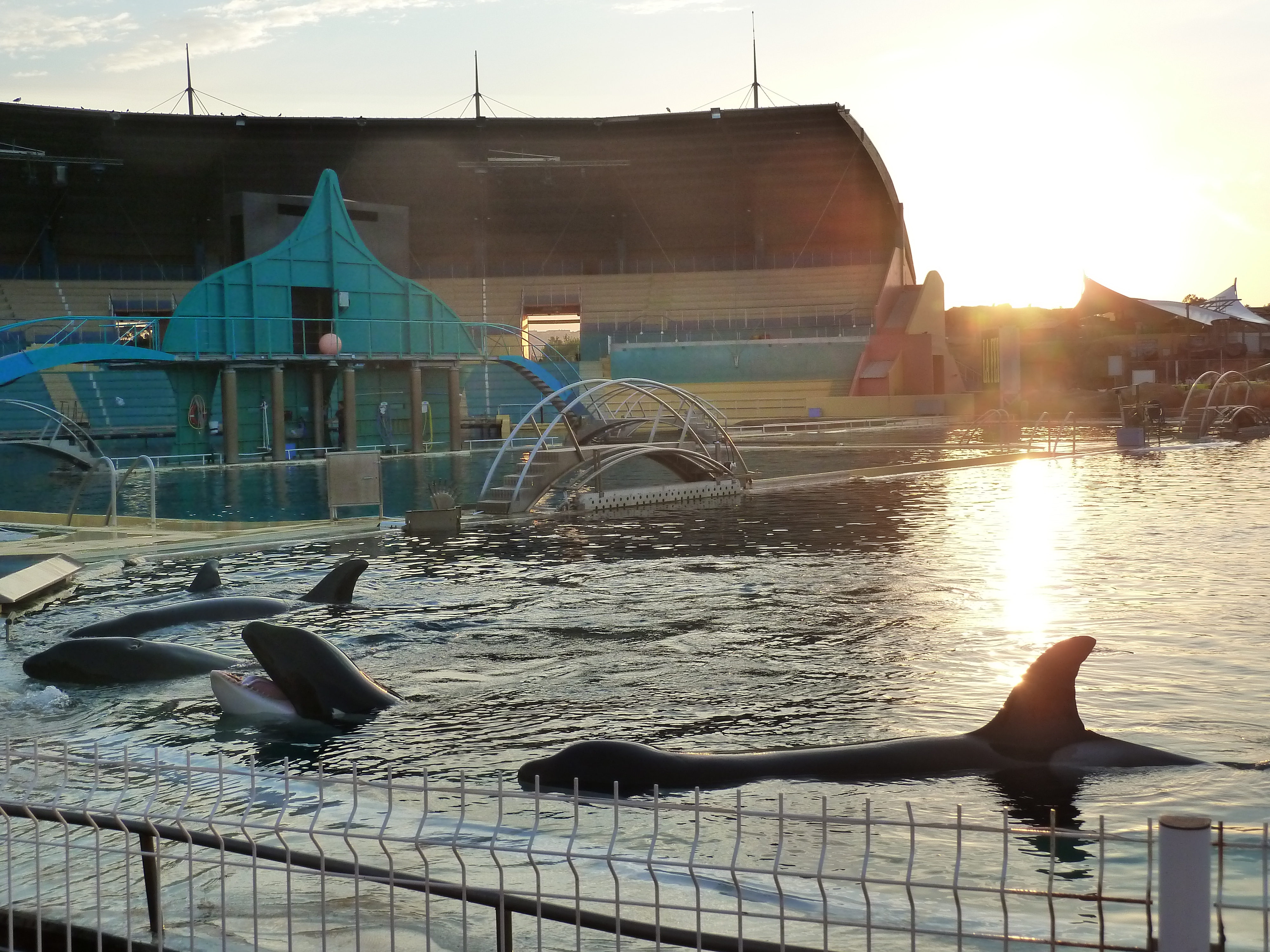 Nouvelles des orques du Marineland d'Antibes ! - Page 5 608848P1020096