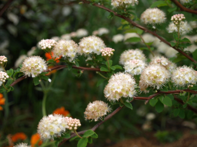 Spiraea, ou Spirée - Page 3 608979P4239906