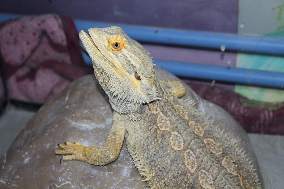 Mon pogona ne mange plus !!! - Page 6 609928IMG4529