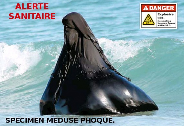 Les phoques de la baie de somme  610424Burkini2