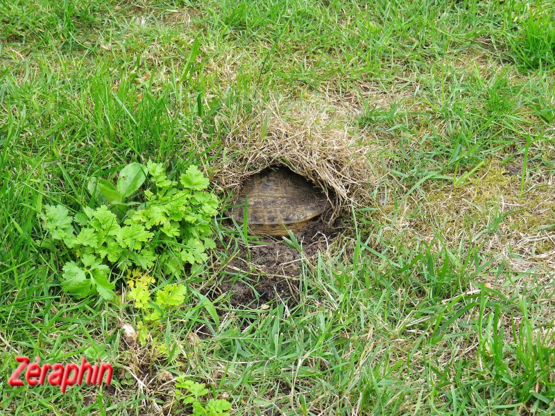 Eh oui, les Ah ça creuse ... 61073723juillet201114