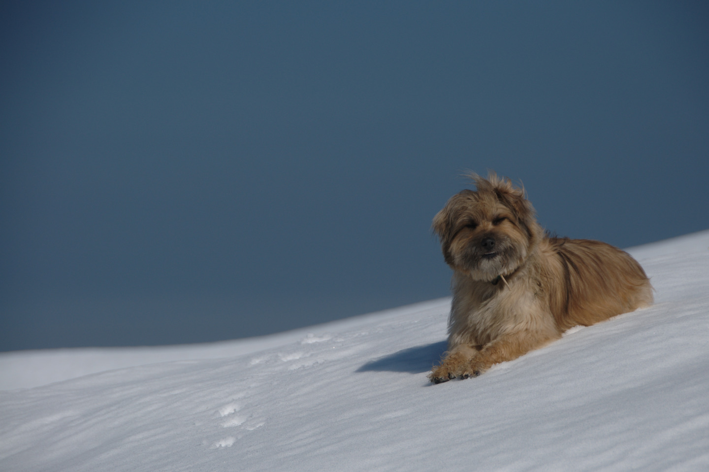 Une vie pyrénéenne de labrit des pyrénées - Page 12 610778ous0833