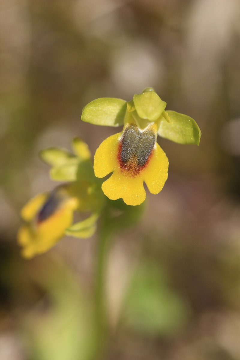 Ophrys (Pseudophrys) lutea ( Ophrys jaune ) 611221MG1128