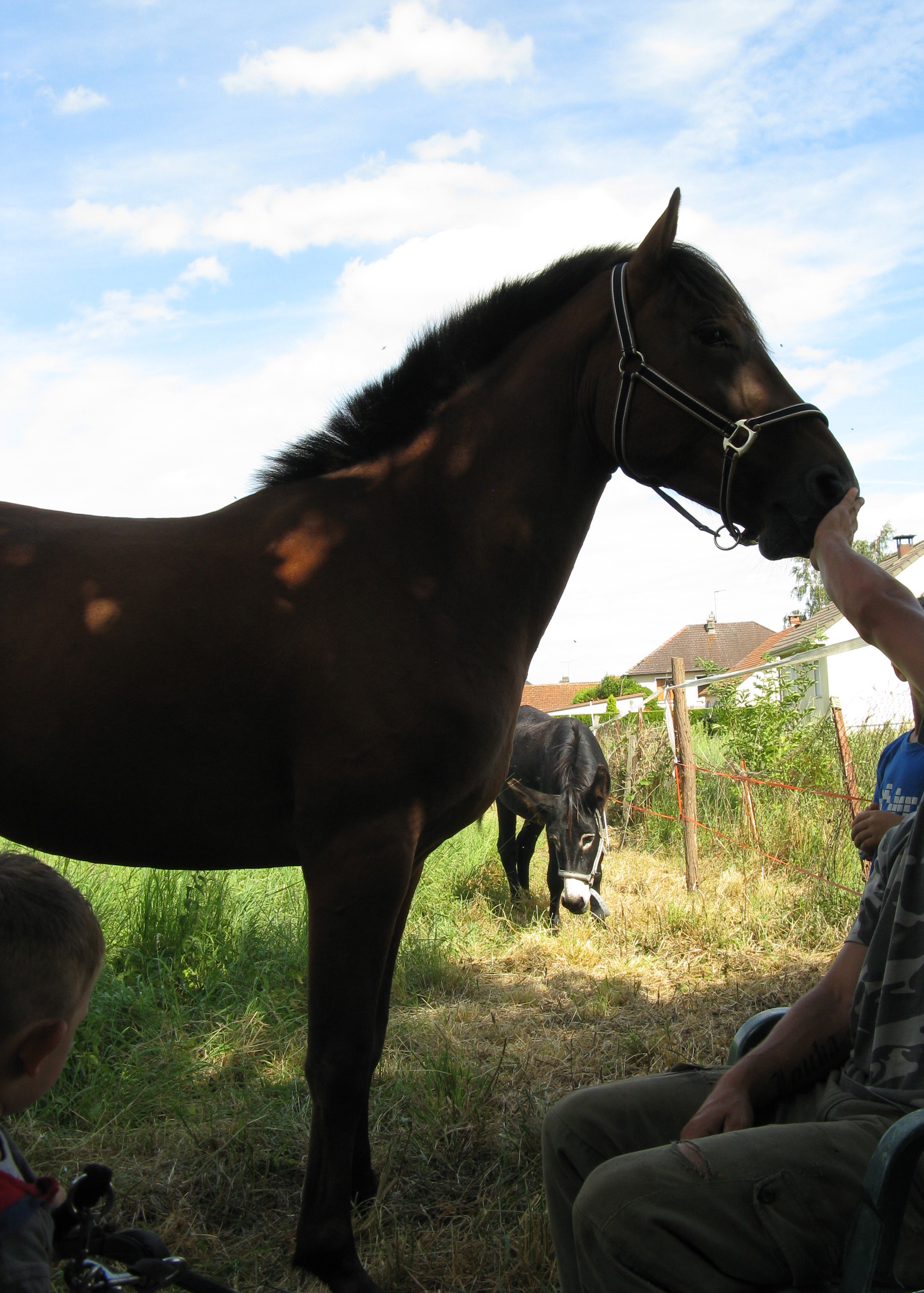 Valorous de l'Espoir adopté chez Amandine ! - Page 6 611309378