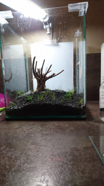 petit 20L aquascaping 612183tlchargement1