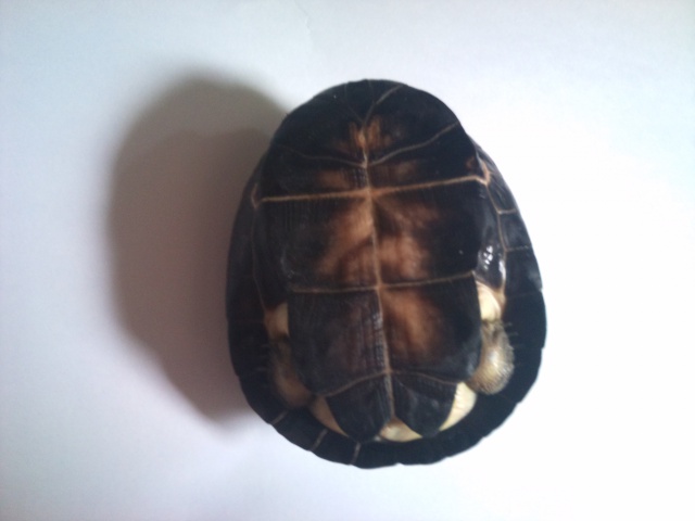 Carapace tortue  612378DSC0488