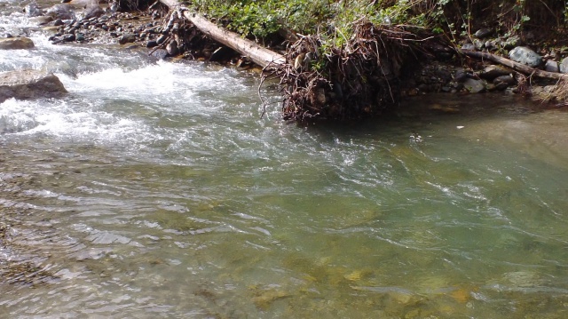 pêche d'été en torrent 612890DSC00113