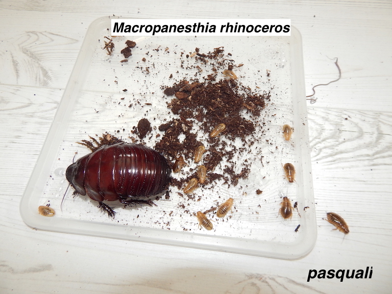Macropanesthia rhinoceros. 613608DSCN4386